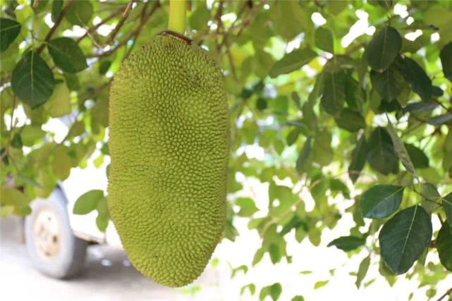 果肉饱满香甜浓郁白沙荣邦吴其貌线上销售菠萝蜜助农增收销路畅