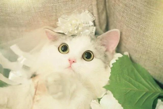 猫咪眼内角秃一块是怎么回事,猫咪新手入门必知常识有哪些