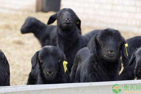 2023年以后什么养殖最赚钱,2022养殖什么能挣钱