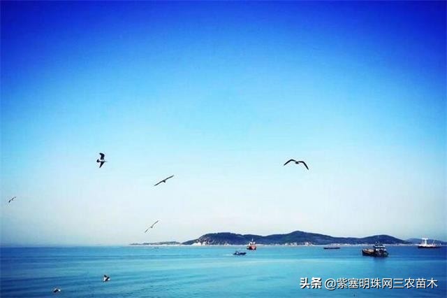 长岛值得去的渔家乐,长岛美丽的海岛
