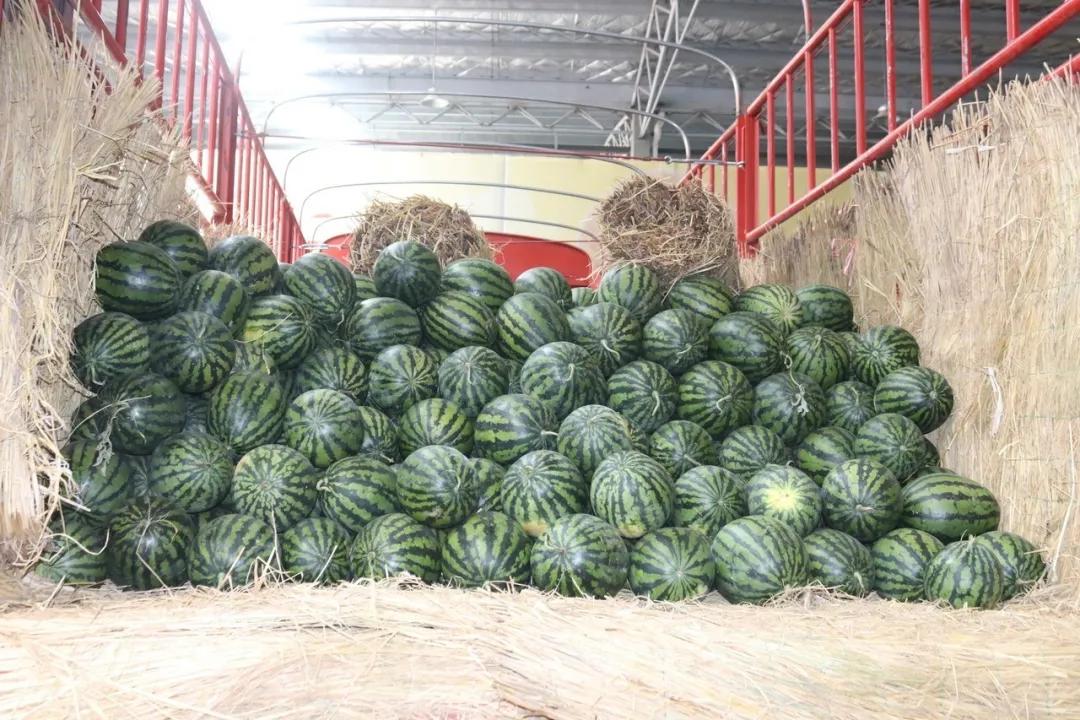 西瓜价格上涨原因,现在西瓜批发价格哪里最便宜