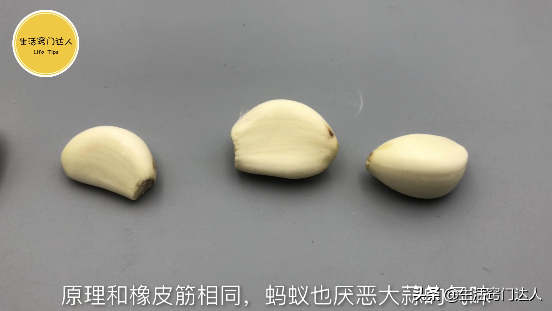 用开水烫蚂蚁有用吗,别用开水烧蚂蚁