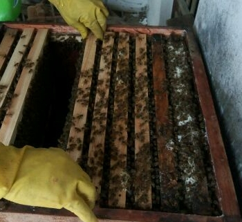 怎样让蜜蜂快速分群分蜂,蜜蜂如何帮它分家