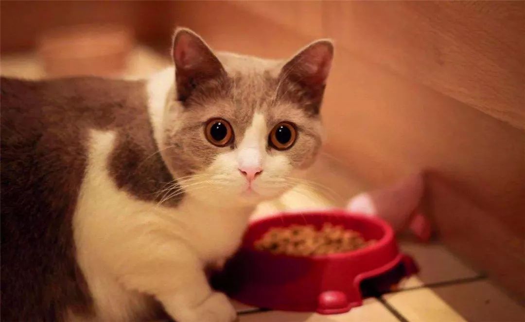 猫咪不爱喝水的小妙招,如何让猫咪变得不爱喝水