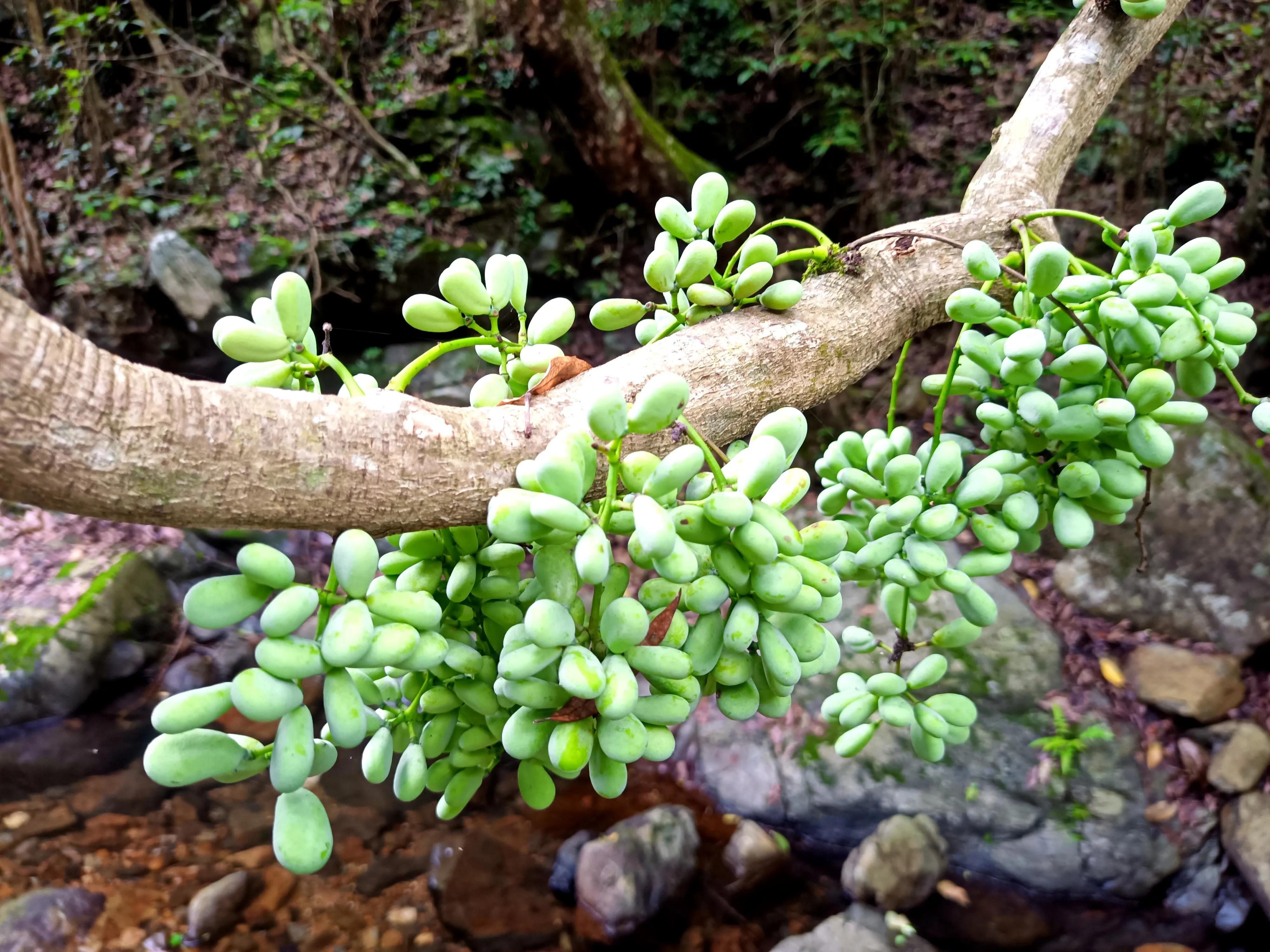 情人谷深圳,深圳情人谷绝情谷