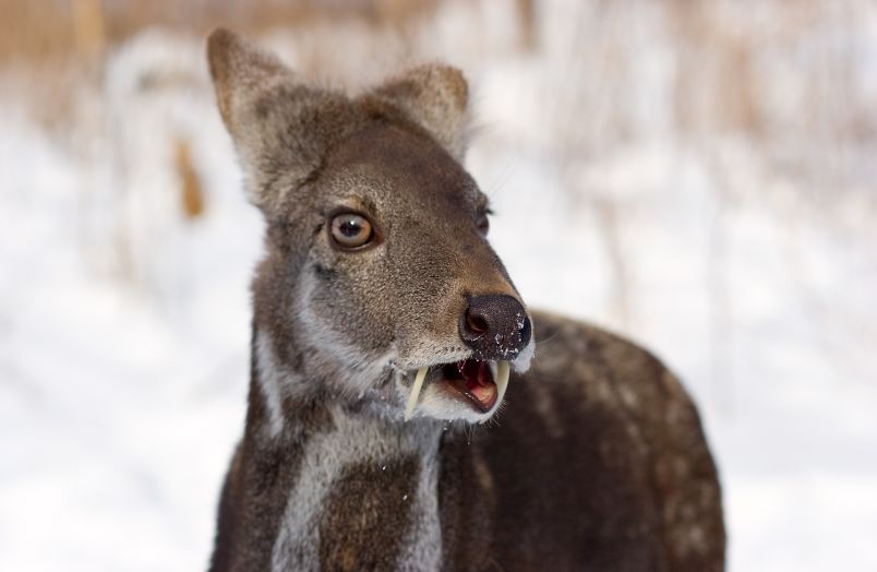 藏红花是打胎的药吗,藏红花和麝香哪个打胎好
