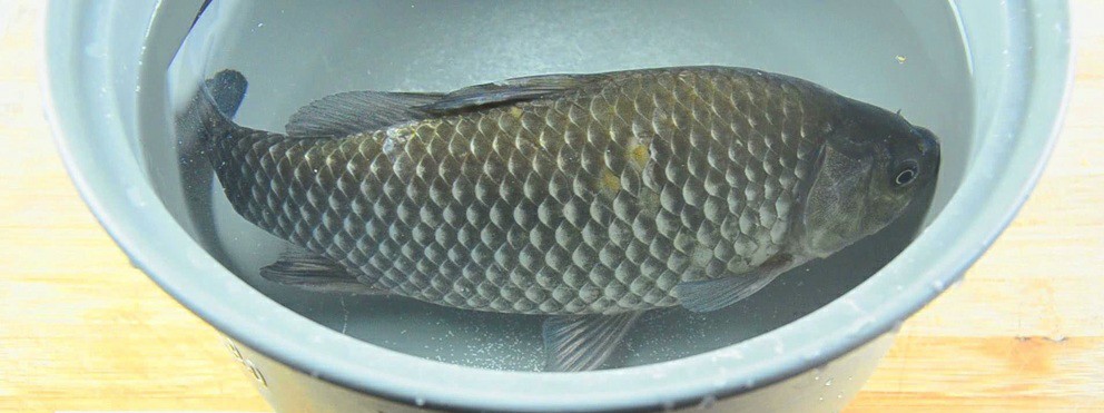 简单又实用去鱼鳞的方法，你记住了吗？