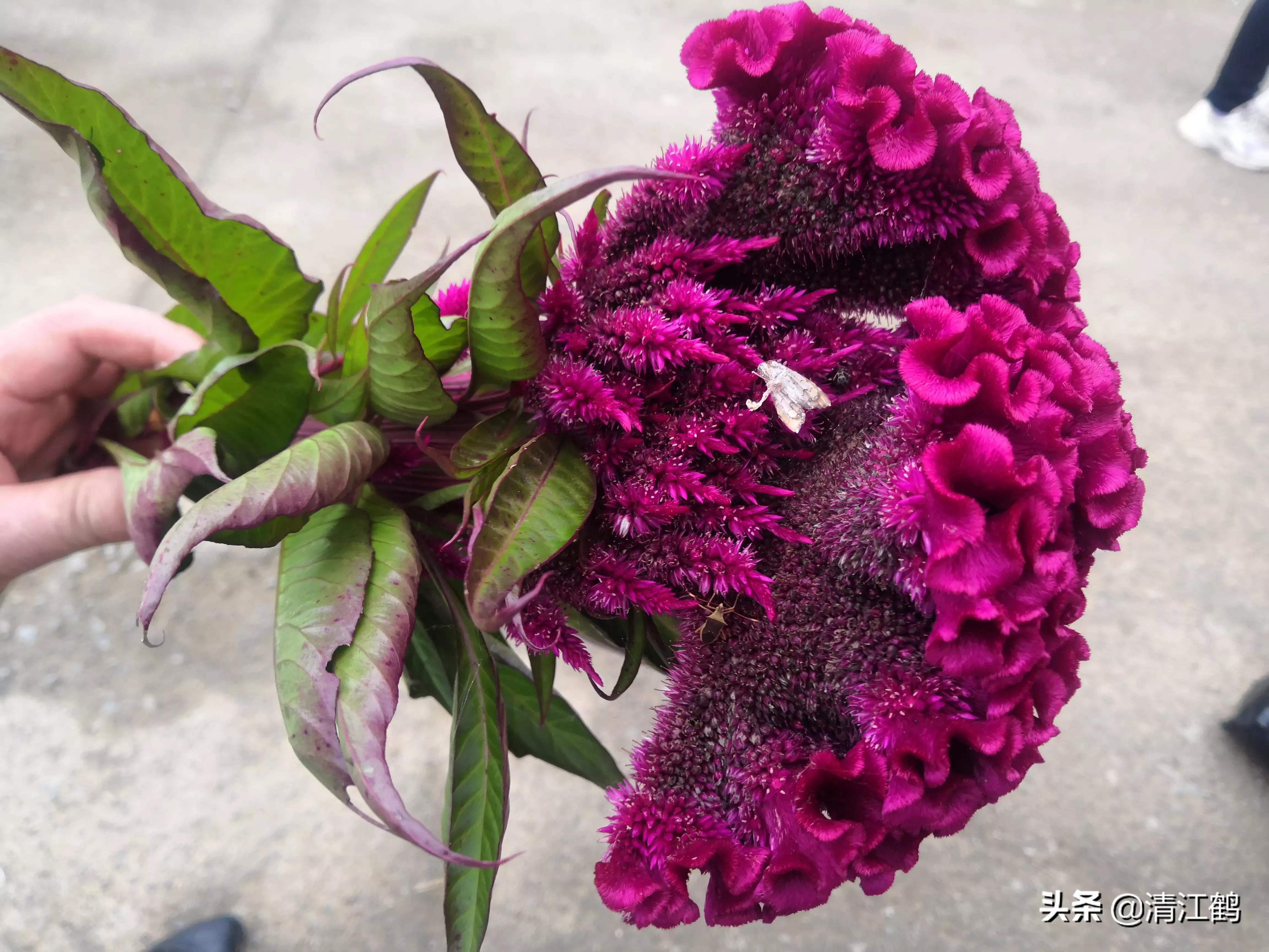 休闲农业盈利模式柱状图,休闲农业十大趋势图