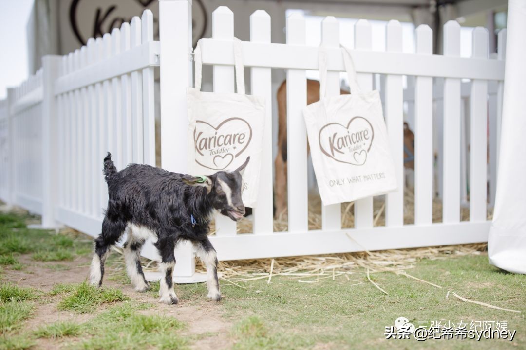 澳洲原装进口奶粉可瑞康,澳洲可瑞康奶粉新包装