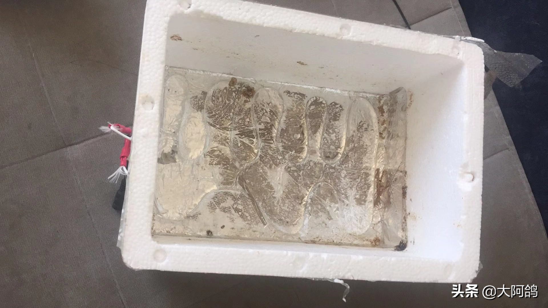 自制鹌鹑蛋简易孵化器,全自动孵化器鹌鹑孵化需要多少天