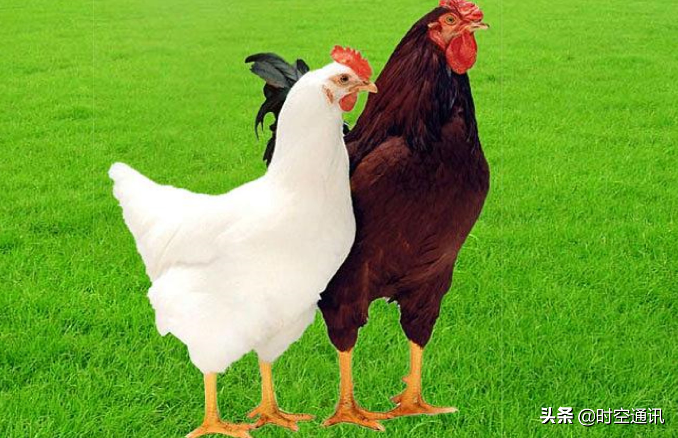 土鸡蛋和普通鸡分别都长什么样,土鸡蛋一般是哪种鸡的