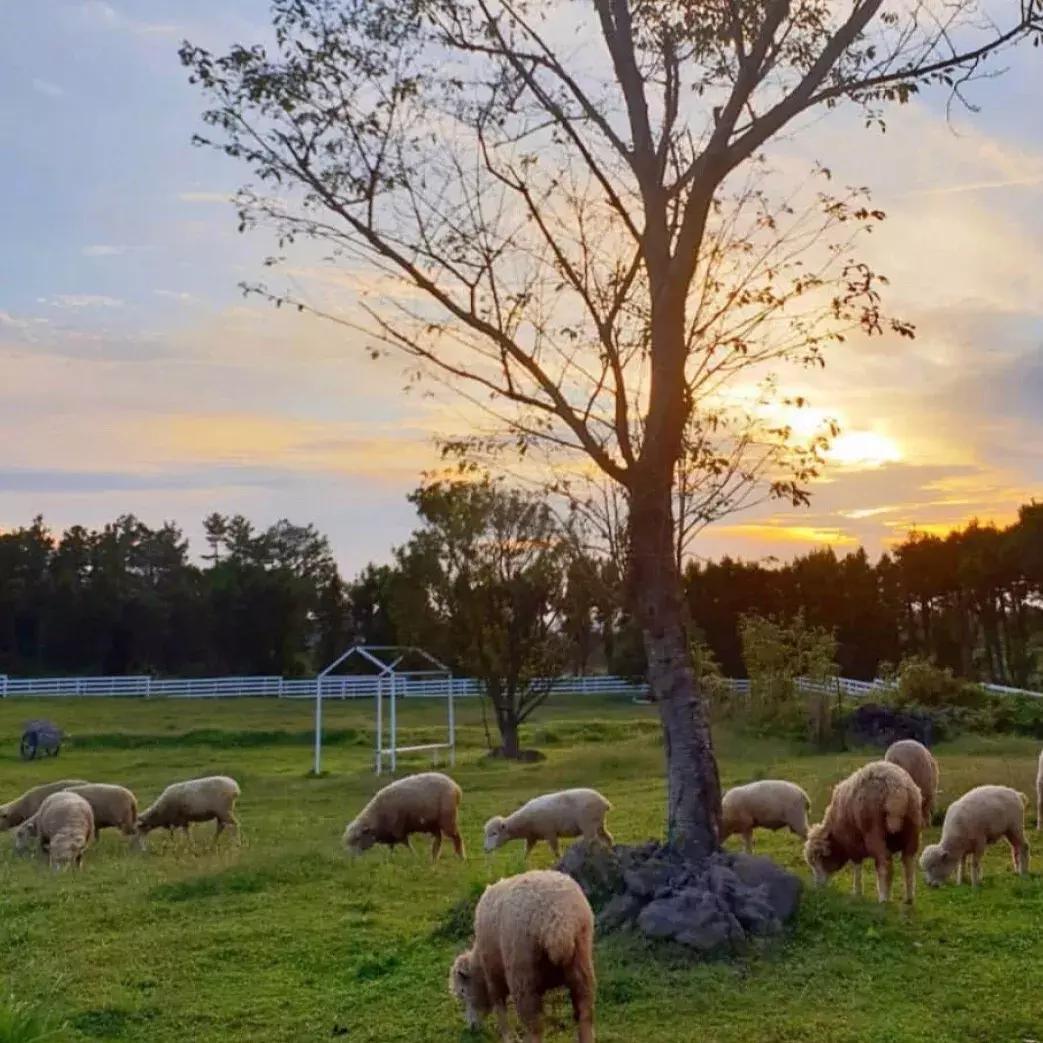 济州岛小清新旅游攻略,济州岛冬日街景