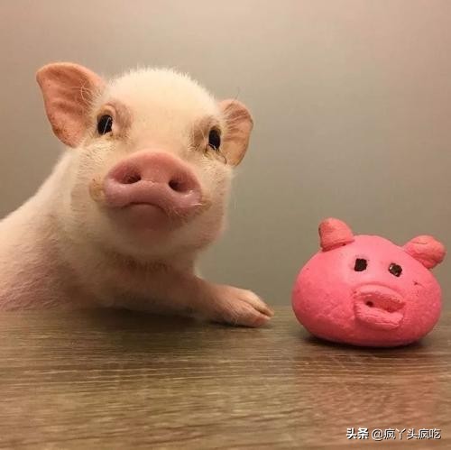 合肥詹记桃酥王好吃吗,合肥詹记宫廷桃酥最好吃的是什么