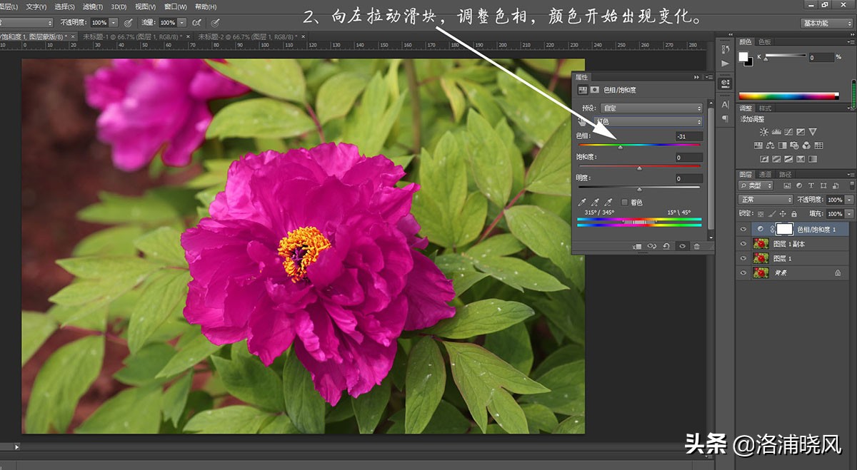 牡丹的名贵品种黑牡丹和绿牡丹,牡丹的稀有品种绿牡丹和黑牡丹