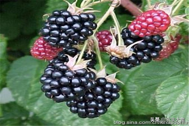 澶ф绉嶆榛戣帗鏋滄爲,澶ф榛戣帗