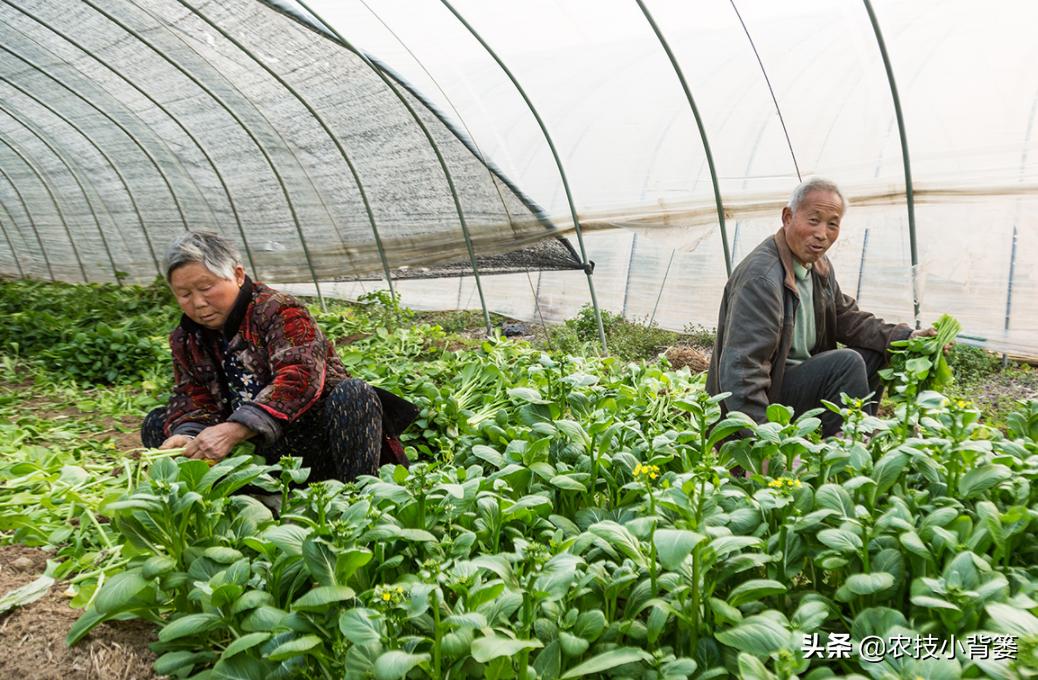 冬季蔬菜低温冻害常发生,14个预防措施、5个补救方法能帮你