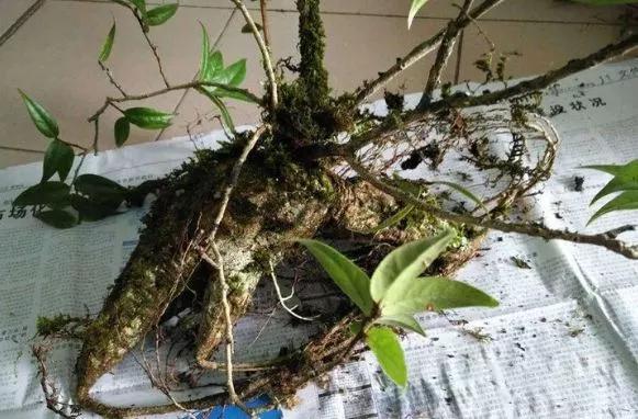 农村山里这种奇特植物,农村的一种植物根部像大蒜