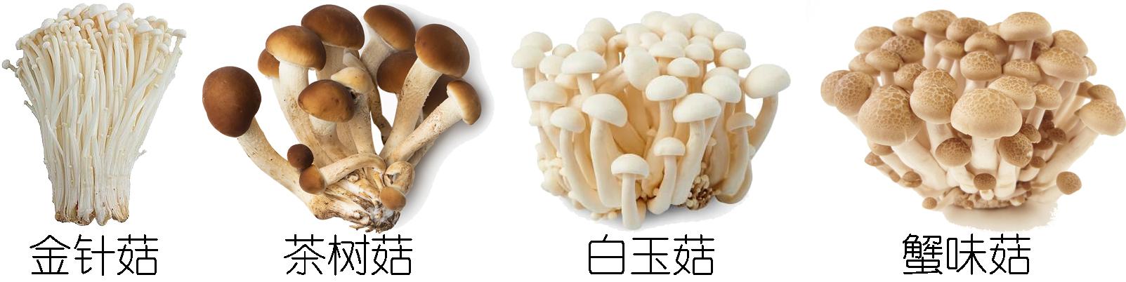 在家种蘑菇菌包靠谱吗,家种蘑菇菌包