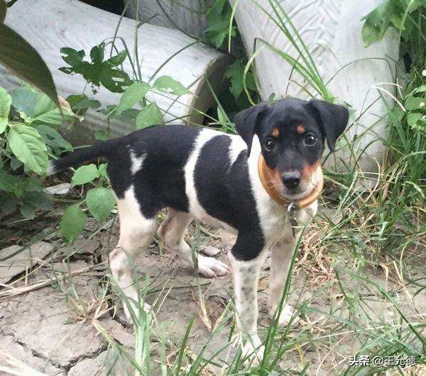 短毛精品三个月太仓猎犬出售,短毛太仓猎犬多少钱一只