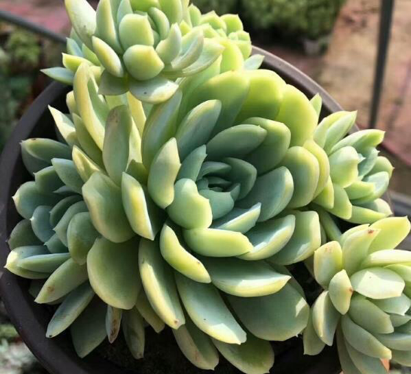 多肉掉叶子怎么挽救,多肉掉叶子补救方法