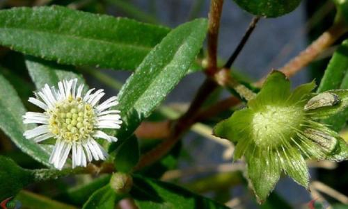 瀹冩槸娌荤櫧鍙戠殑鍏嬫槦,浠讳綍鑽夎嵂閮借兘娌荤櫧鍙戝悧