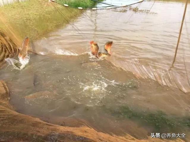 马来西亚养殖金龙鱼,养金龙鱼马来西亚