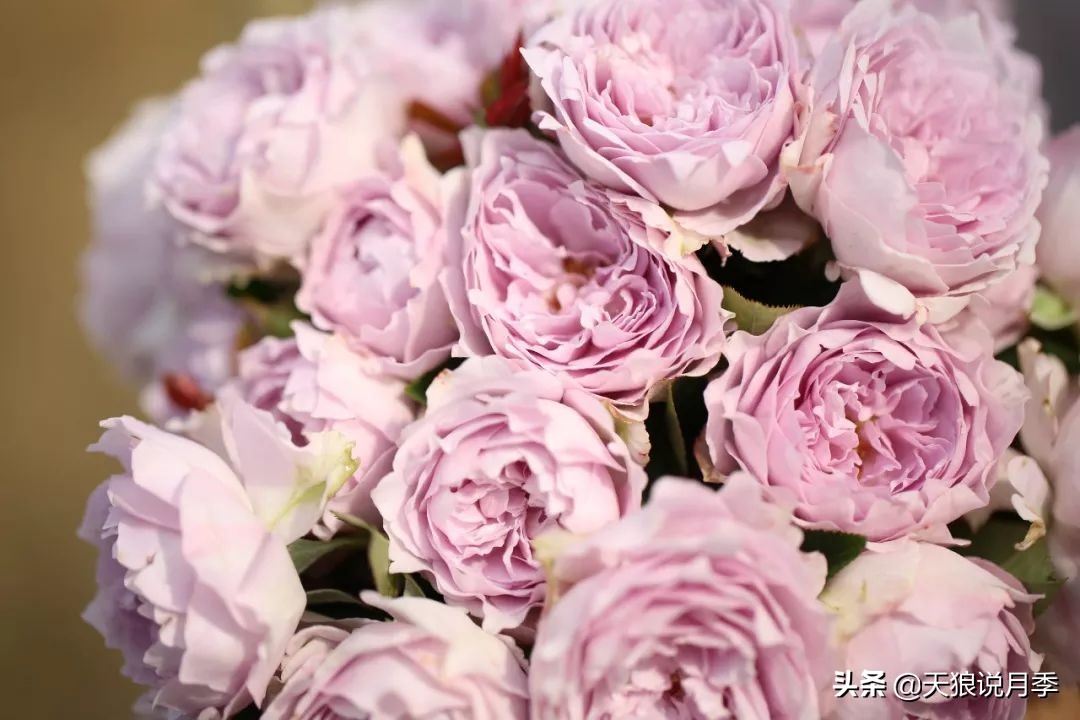 天狼月季优惠活动时间,天狼月季618活动