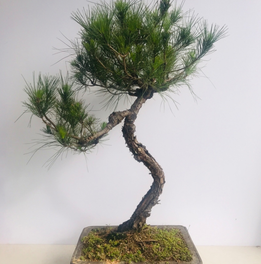 附石盆景哪种树最适合,一般盆景种树都用什么植料