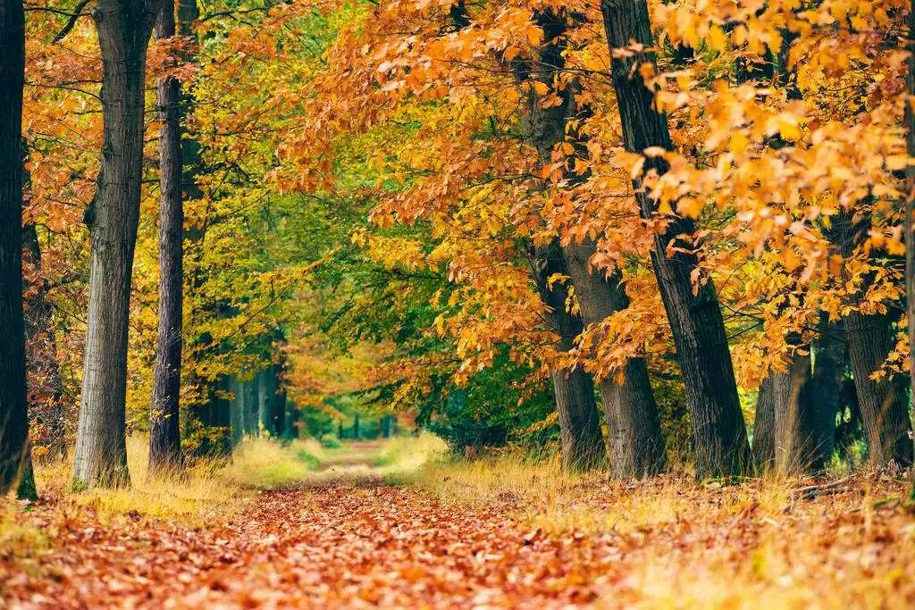 又纯又欲高冷的木质香,留香持久的平价木质香