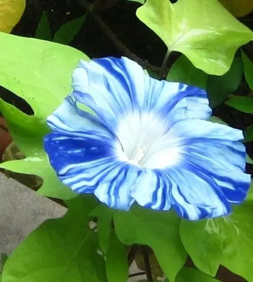 牵牛花到处都可以肆无忌惮的生长,不常见的品种,美出天际!