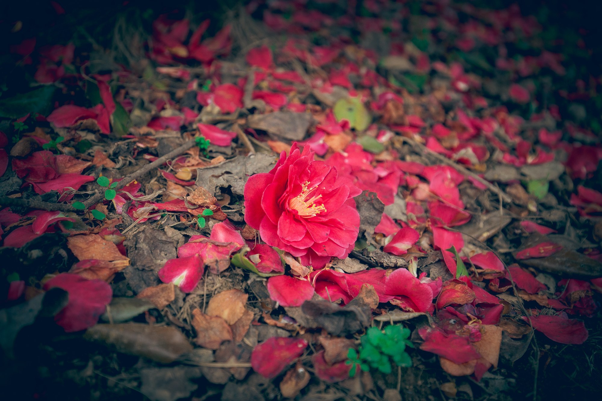 今日春分,武汉这时候不仅有樱花,这里的花随风一吹人都酥了