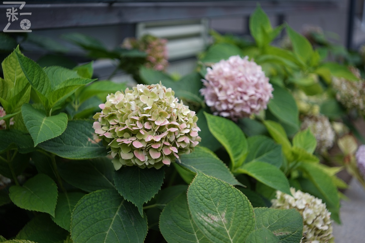 适合索尼a7m4的50定焦镜头测评,索尼a7m4镜头24-105f4测评