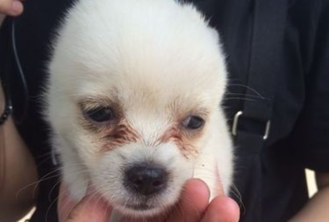 宠物泪痕消管用吗,爱宠的泪痕是怎么回事