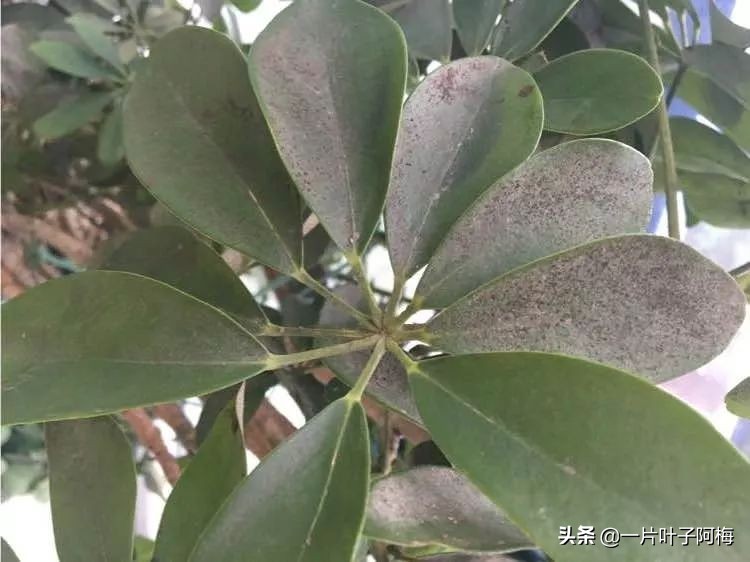 5个植物最招财,能开花又好养的植物又有寓意