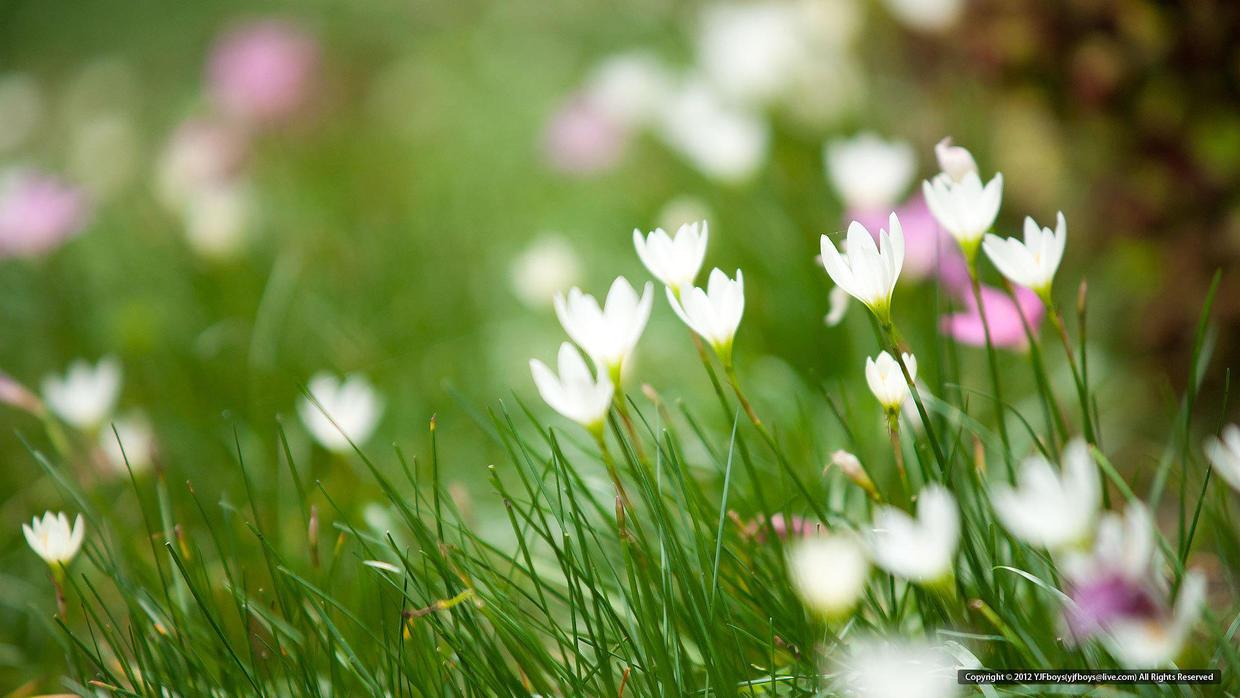 中国十大名花之花中之王牡丹,作为富贵象征的牡丹花