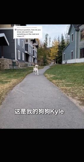 汪星人名字叫什么,汪星人的名字