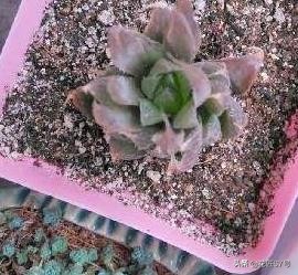 玉露养护小妙招,玉露有点黄怎么办