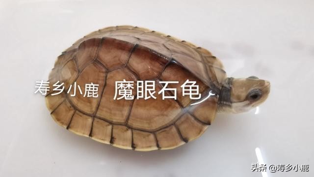 什么样石龟才算好龟,四眼龟跟养殖四眼龟有什么不一样