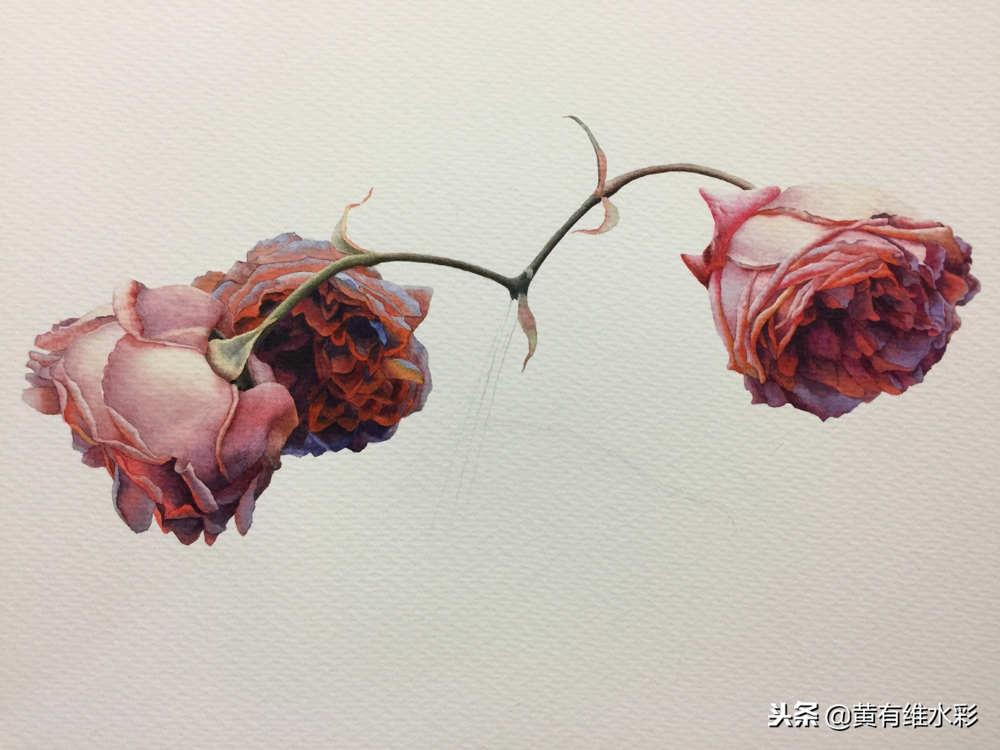 水彩绘画教程简单玫瑰,水彩步骤图花卉