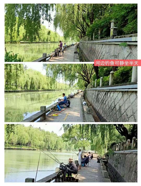 紫荊港源紫荊花紫荆港河穿八桥绿道两岸垂钓人双手活柯野生甲鱼