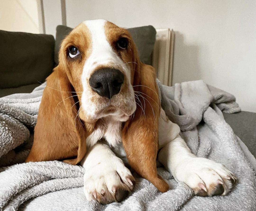 惹人喜爱的萌犬,萌犬