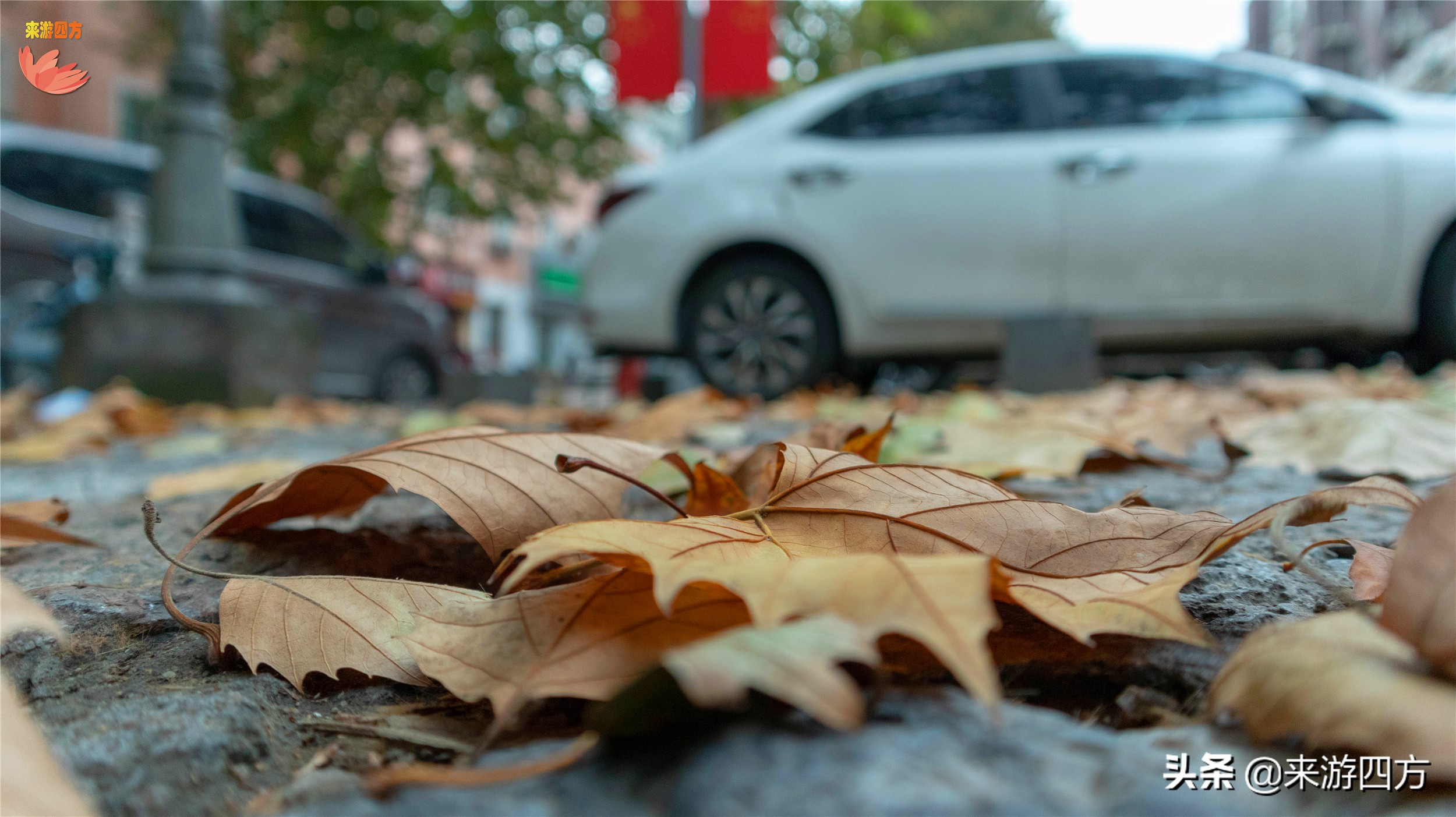 济南老商埠中山公园,济南秋风扫落叶