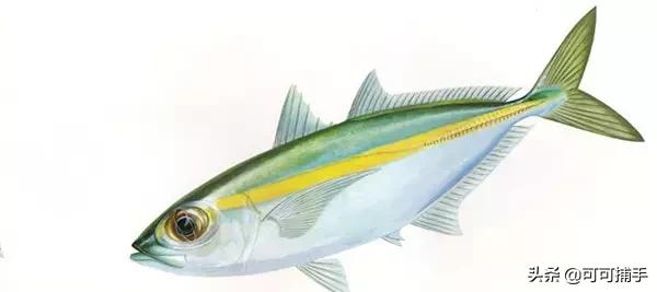 你不知道的海洋里面有什么,十种你没见过的海洋生物