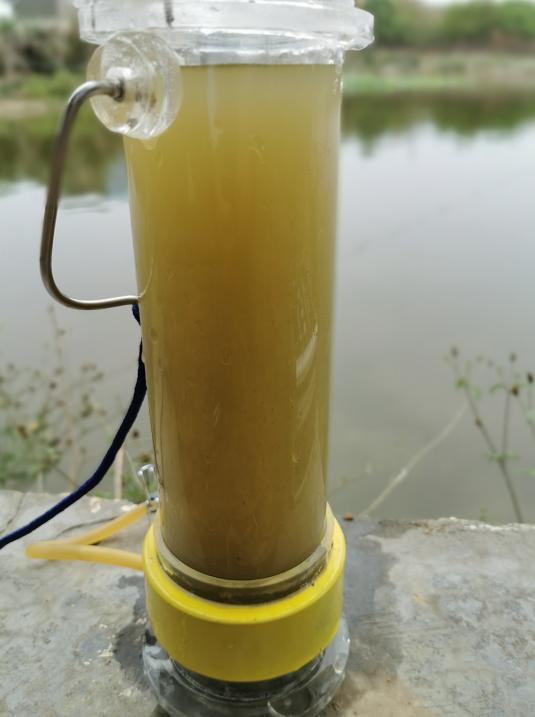 实战派！池塘水色过浓的危害有哪些？如何处理？一线渔医为您解答