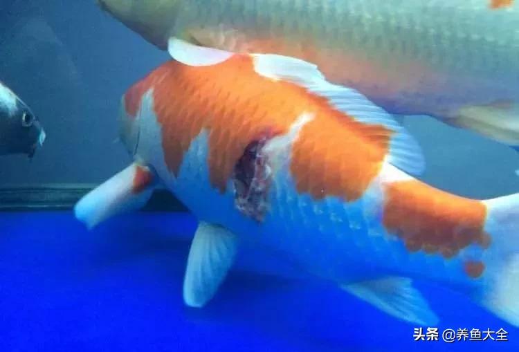 鱼穿孔病用什么药,鱼穿孔病的防治