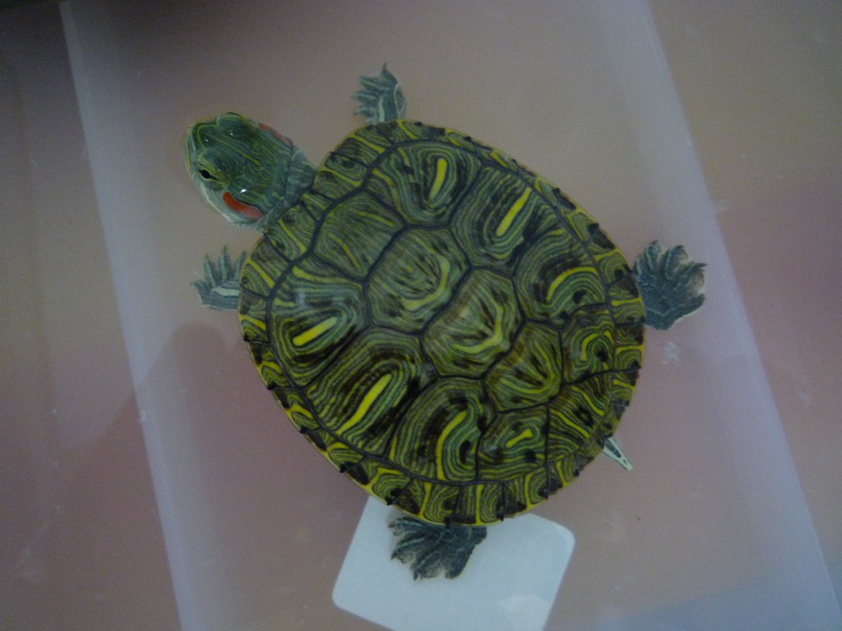 巴西龟的正确放生方法,巴西龟放生违法案例