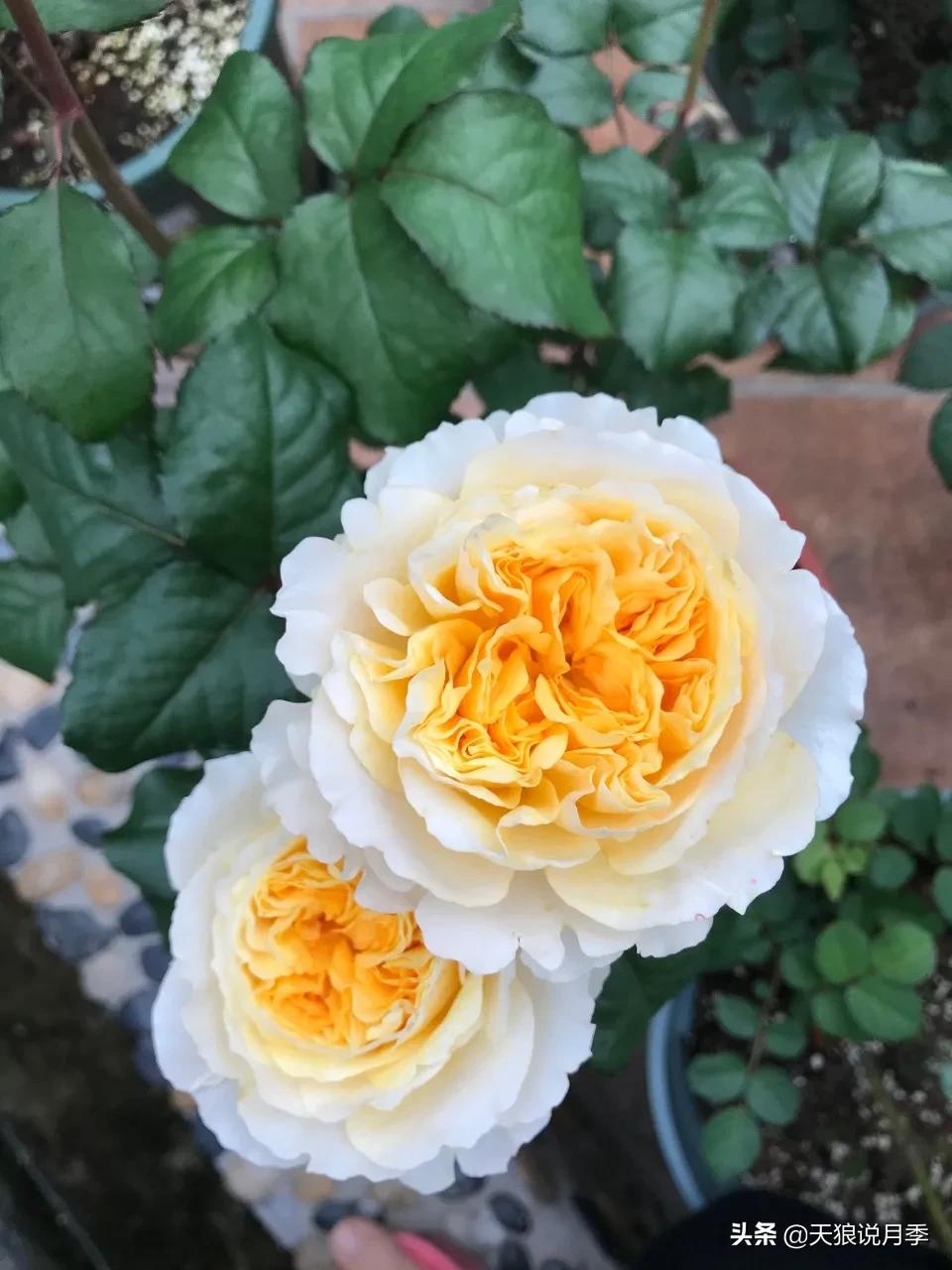 月季花是时候展现真正的技术了 (开春的第一波月季花就这么过去了)