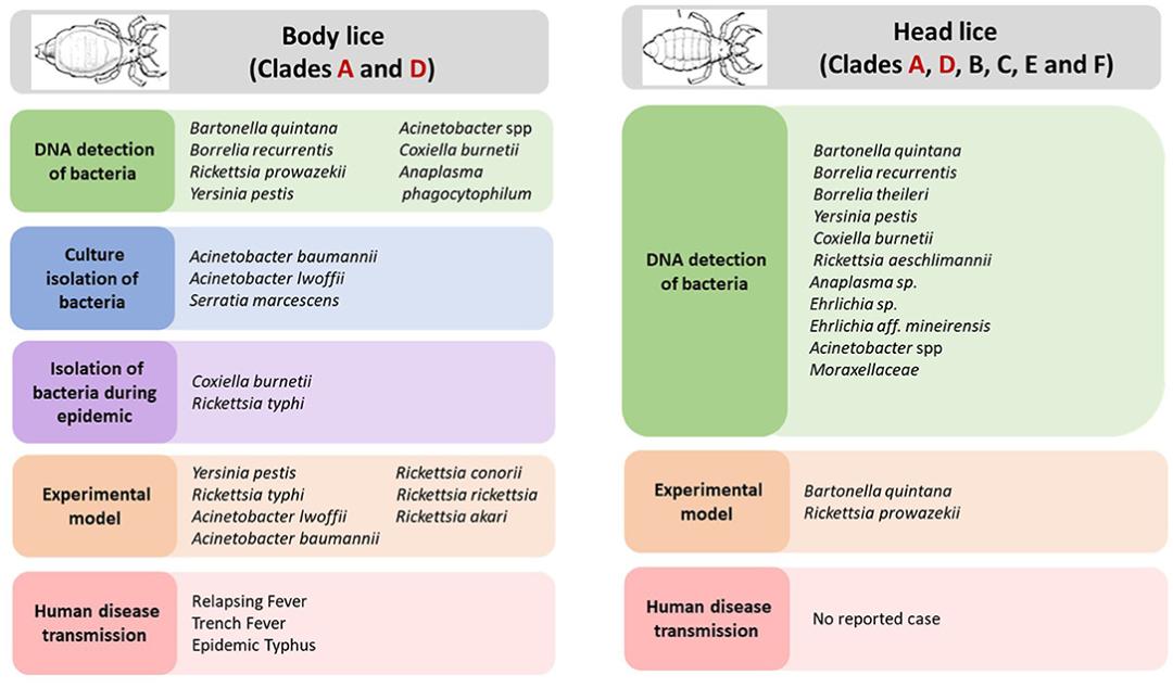 致死率新冠病毒,新冠死亡人数超1918流感