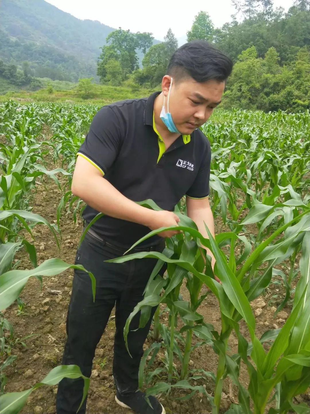 正大种业有哪几个,正大种业县级代理商