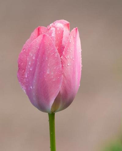 郁金香花之女王,素有花之女王之称的郁金香